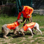 Gilet Protect Dog Armor V3 Canihunt