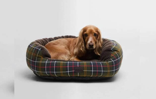 Barbour Chien